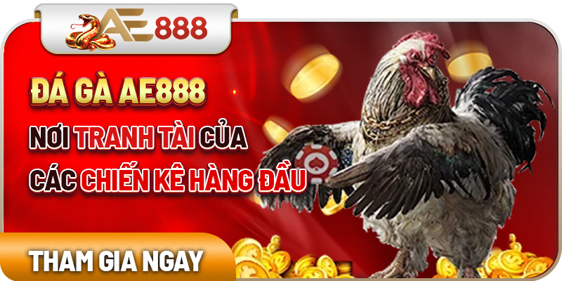 Đá gà AE888 nơi tranh tài của các chiến kê hàng đầu