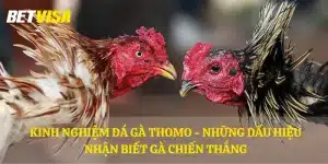 Kinh nghiệm đá gà Thomo - Những dấu hiệu nhận biết gà chiến thắng
