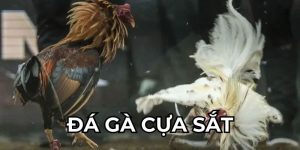 Đá Gà Cựa Sắt