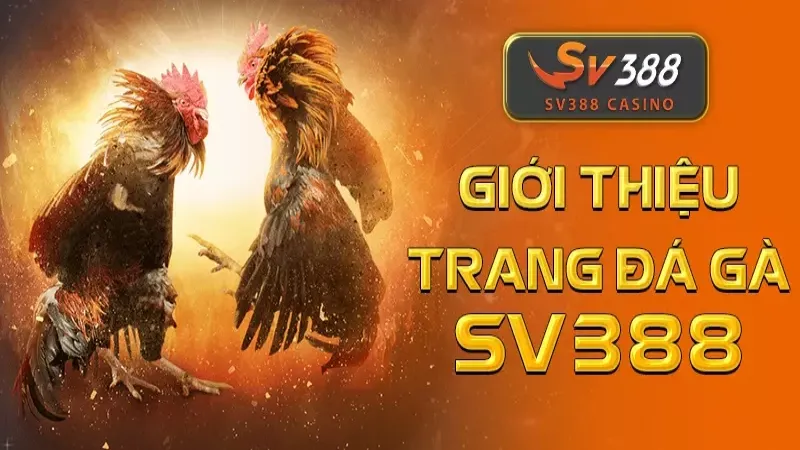 SV88 luôn sở hữu lượng thành viên đông đảo