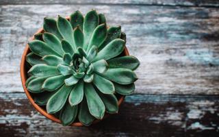 Điều thú vị về  cây sen đá có thể bạn chưa biết