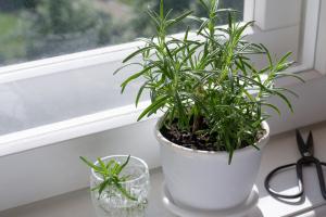 Cây trồng sẽ có hương thơm nhất, sạch cửa, mát nhà