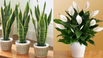 Cây cảnh vừa mang ý nghĩa phong thủy, vừa lọc không khí tốt nhất