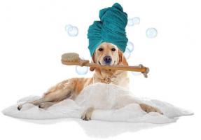Dịch vụ spa thú cưng tốt nhất tại quận Hai Bà Trưng, Hà Nội
