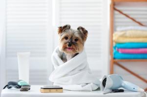 Dịch vụ spa thú cưng tốt nhất quận Hoàn Kiếm, Hà Nội
