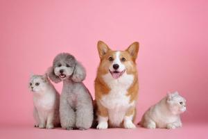 Dịch vụ chăm sóc thú cưng uy tín nhất Hà Nội