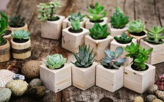 Shop bán cây cảnh đẹp nhất trên Instagram