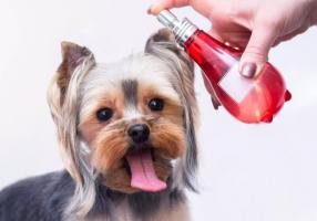 Loại nước hoa tốt nhất cho thú cưng