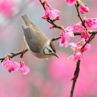 Bài văn phân tích khổ thơ đầu bài thơ 