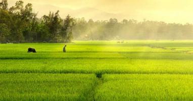 Bài văn tả cảnh đẹp của quê hương em hay nhất