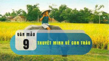 Bài văn thuyết minh về con trâu ở làng quê Việt Nam lớp 9 hay nhất