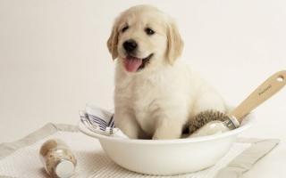 Dịch vụ chăm sóc thú cưng uy tín nhất tại Đà Nẵng
