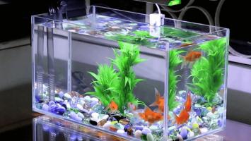 Địa chỉ bán cá cảnh đẹp và uy tín nhất Đà Nẵng