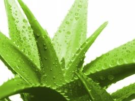 Cách làm đẹp hiệu quả bằng nha đam