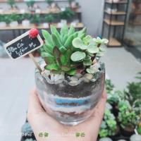Địa chỉ bán sen đá đẹp nhất Vĩnh Phúc