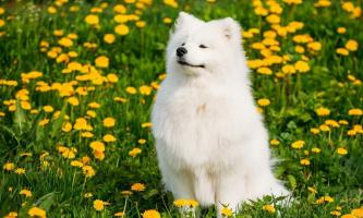 Bài văn kể về một kỉ niệm đáng nhớ đối với một con vật nuôi mà em yêu thích