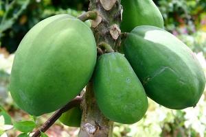 Công dụng bất ngờ của cây đu đủ xanh