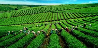 Công dụng của trà xanh tốt cho sức khỏe có thể bạn muốn biết