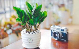 Cửa hàng bán cây cảnh mini, cây cảnh để bàn đẹp nhất Hà Nội