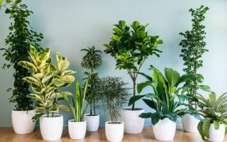 Cửa hàng bán cây cảnh mini, cây cảnh để bàn đẹp nhất tại Gia Lai