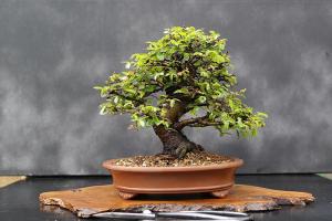 Cuốn sách hướng dẫn tạo dáng cây cảnh hay nhất