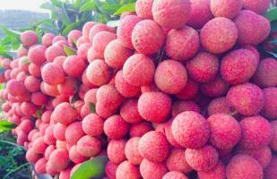 Đặc sản nổi tiếng nhất của đất Bắc Giang