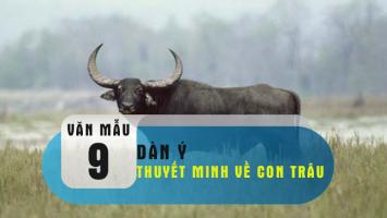 Dàn ý bài văn thuyết minh về con trâu hay nhất
