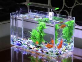 Địa chỉ bán cá cảnh, bể cá cảnh đẹp, uy tín nhất tỉnh Bình Thuận