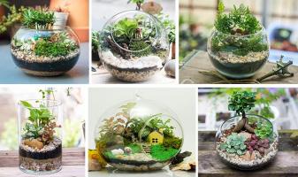 Địa chỉ bán cây cảnh, tiểu cảnh đẹp nhất Cần Thơ