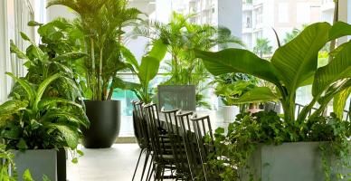 Địa chỉ bán cây cảnh văn phòng đẹp nhất tại TP. Nha Trang, Khánh Hòa
