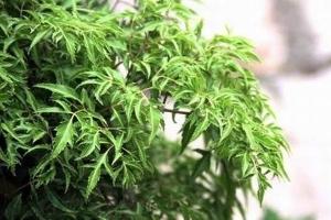 Địa chỉ bán gối đinh lăng cho trẻ uy tín và chất lượng nhất tại TP.HCM