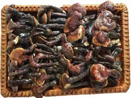 Địa chỉ bán nấm lim xanh uy tín nhất tại Hà Nội