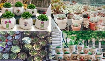 Địa chỉ bán sen đá đẹp nhất TP. Hồ Chí Minh