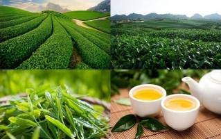 Địa chỉ mua quà đặc sản chất lượng nhất Mộc Châu
