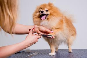 Dịch vụ cắt tỉa lông thú cưng uy tín nhất tại Cần Thơ