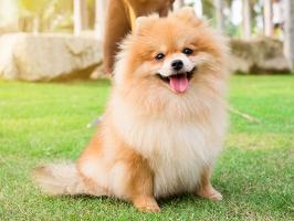 Dịch vụ cắt tỉa lông thú cưng uy tín nhất tại Huế
