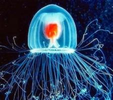 Động vật có tuổi thọ đáng mơ ước nhất thế giới