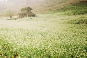 Thiên đường hoa nở vào tháng 10 đẹp nhất Việt Nam