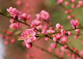 Loài hoa ngày Tết mang nhiều ý nghĩa may mắn nhất