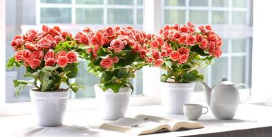 Sự tích về các loài hoa hay và ý nghĩa nhất
