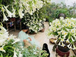 Bài thơ hay về các loài hoa tháng tư