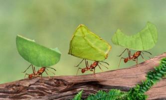 Loài động vật siêng năng nhất hành tinh