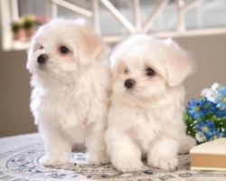 Kinh nghiệm nuôi và chăm sóc chó cảnh ở Việt Nam