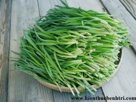 đồ uống chữa ho cho trẻ em hiệu quả nhất từ thiên nhiên