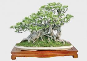 Loại cây cảnh quý hiếm giá tiền tỷ ở Việt Nam