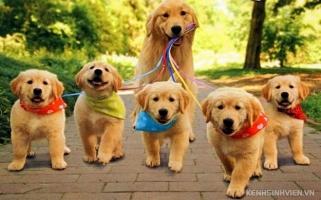 Loài chó cảnh thông minh nhất thế giới