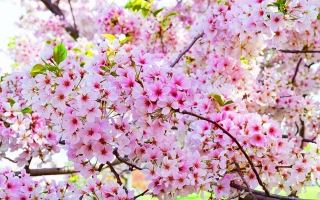 Loài hoa có hình dáng lạ kì nhất thế giới