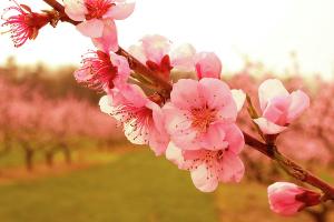 Lời dẫn chương trình văn nghệ mừng Đảng mừng xuân hay và ý nghĩa nhất