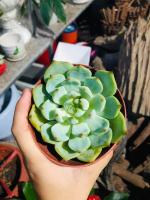 Địa chỉ bán sen đá đẹp nhất Hà Tĩnh