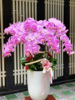 Shop bán hoa lan hồ điệp đẹp nhất tại Đà Nẵng